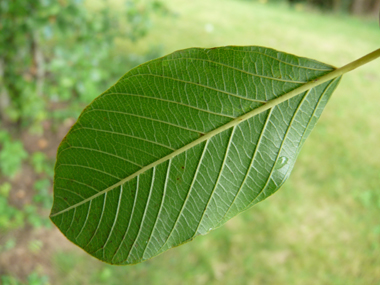 Verso des feuilles. Agrandir dans une nouvelle fenêtre (ou onglet)